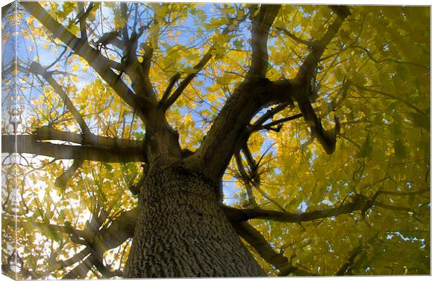 Under the Maple Tree Canvas Print by Michelle Orai