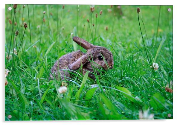 Rabbit in a clover field Acrylic by Martin Maran
