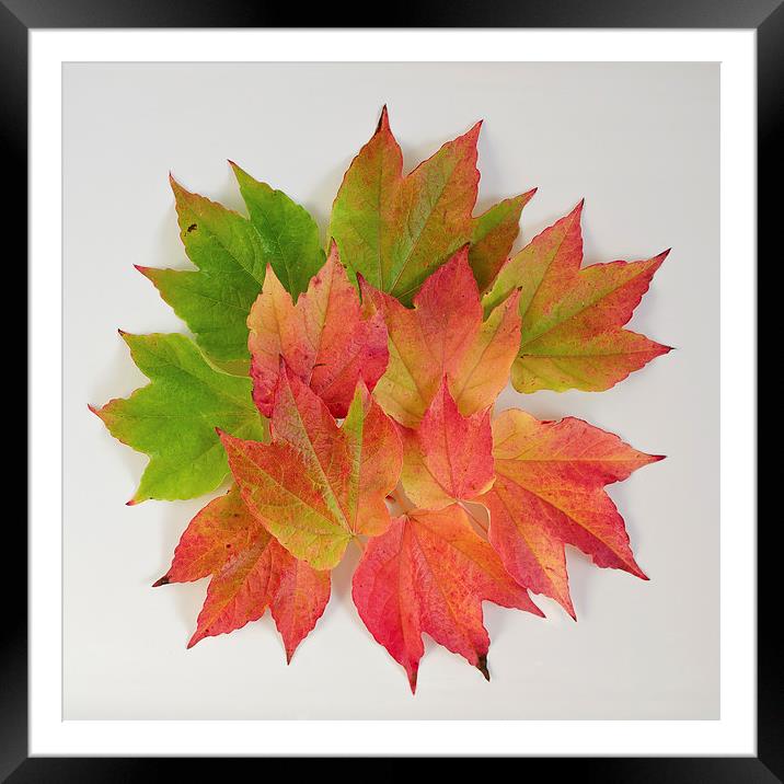 Autumn Leaves abstract Framed Mounted Print by Dan Ward