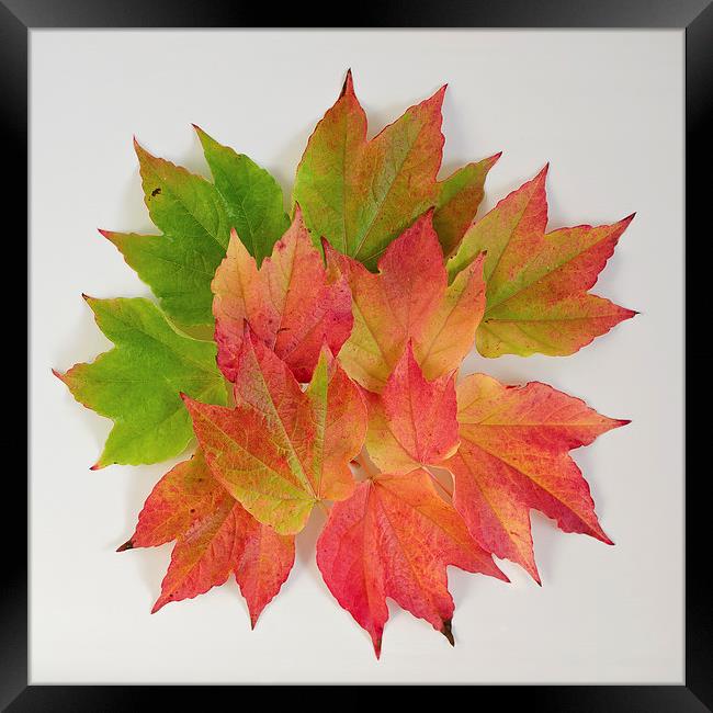 Autumn Leaves abstract Framed Print by Dan Ward