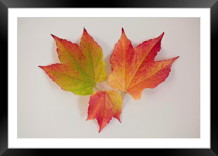 Autumn Leaves abstract Framed Mounted Print by Dan Ward