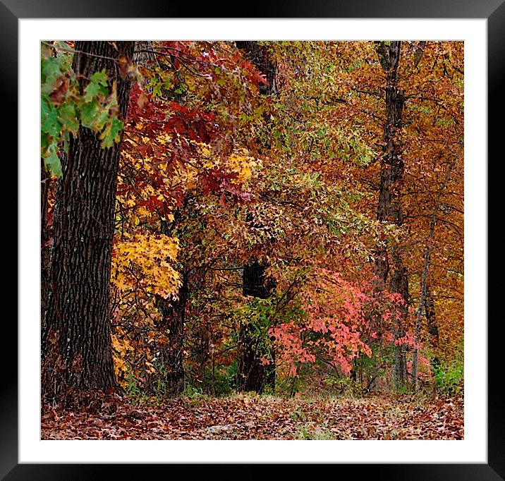 Colors1 Framed Mounted Print by Pics by Jody Adams