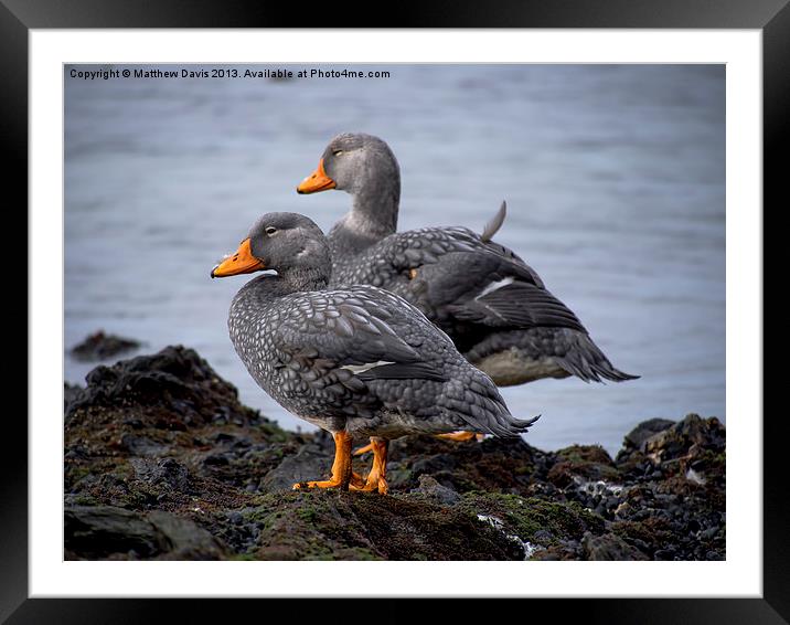 Fuegian Steamer Ducks Framed Mounted Print by Matthew Davis