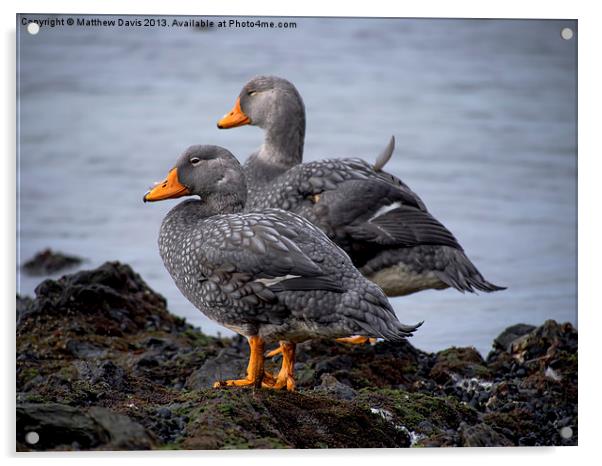 Fuegian Steamer Ducks Acrylic by Matthew Davis