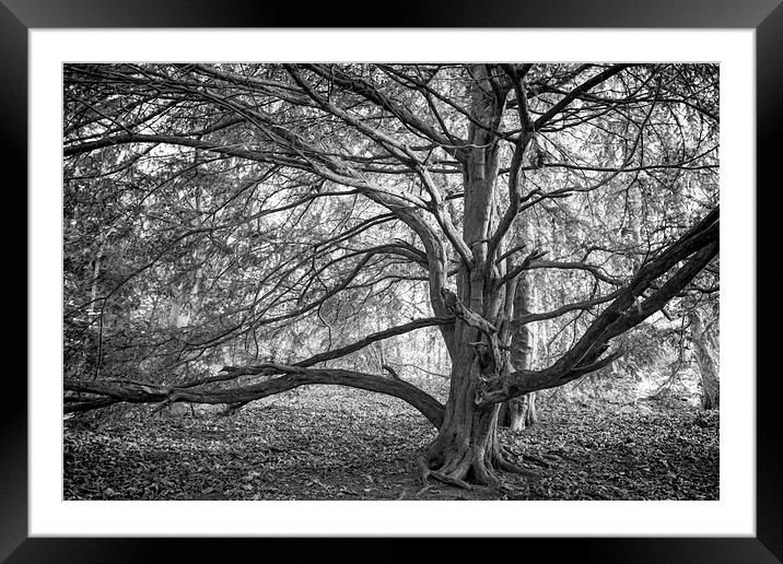 Tree at Finchale Framed Mounted Print by Ray Pritchard