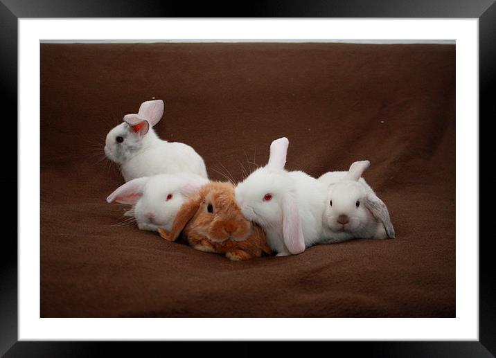Rabbit Cuddle Framed Mounted Print by Martin Maran