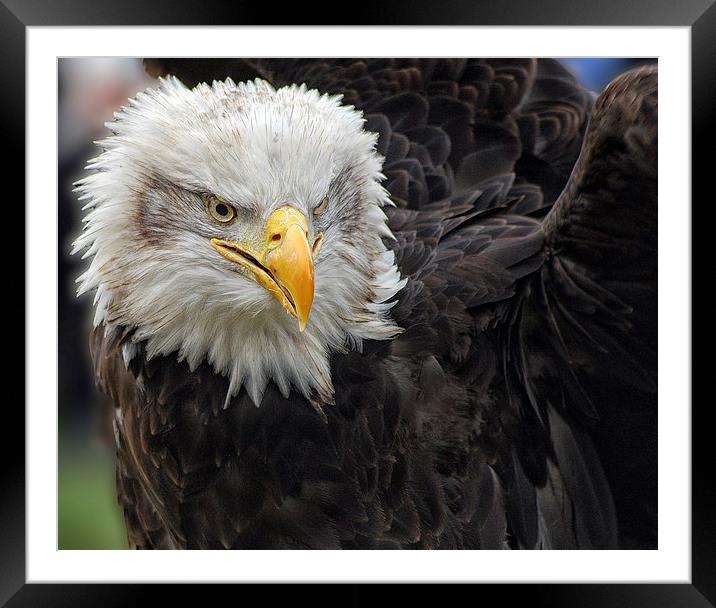 Eagle eyes Eagle Framed Mounted Print by Tracy Hughes