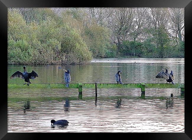 4 Cormorants and a Coot. Framed Print by Lilian Marshall