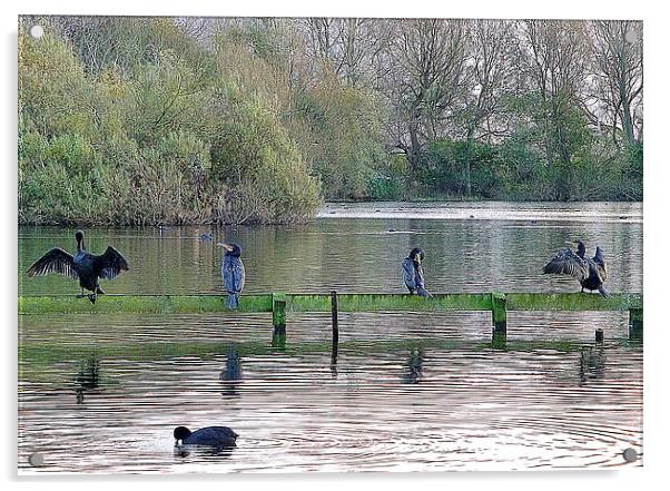 4 Cormorants and a Coot. Acrylic by Lilian Marshall