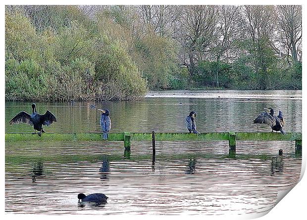 4 Cormorants and a Coot. Print by Lilian Marshall