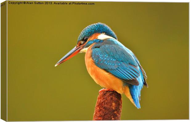 Natures beauty in full colour ! Canvas Print by Alan Sutton