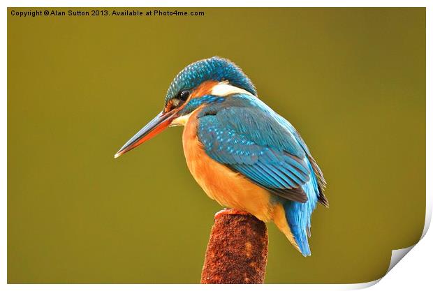 Natures beauty in full colour ! Print by Alan Sutton