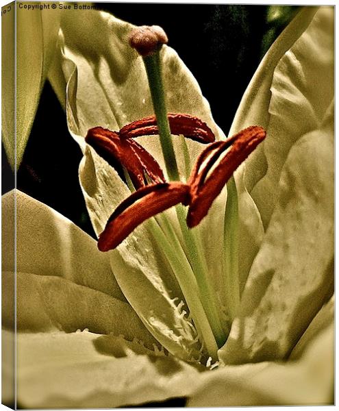 Middle of a Lily Flower Canvas Print by Sue Bottomley