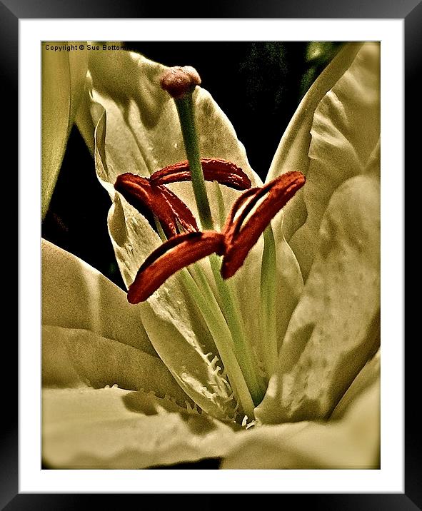 Middle of a Lily Flower Framed Mounted Print by Sue Bottomley
