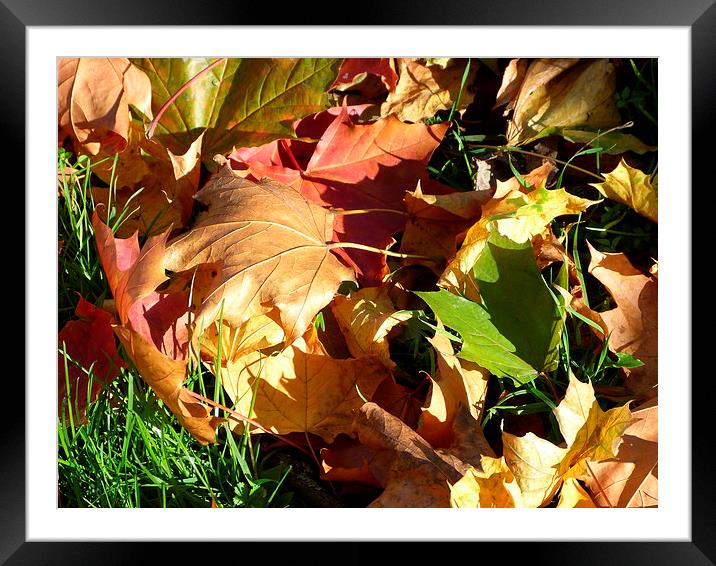 Colours of Autumn Framed Mounted Print by Ursula Keene