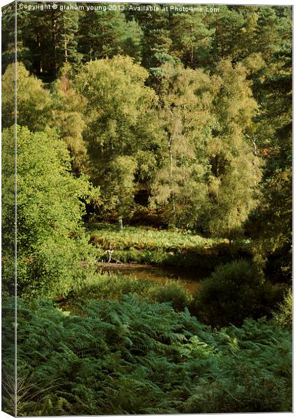 Rushmere Country Park Canvas Print by graham young