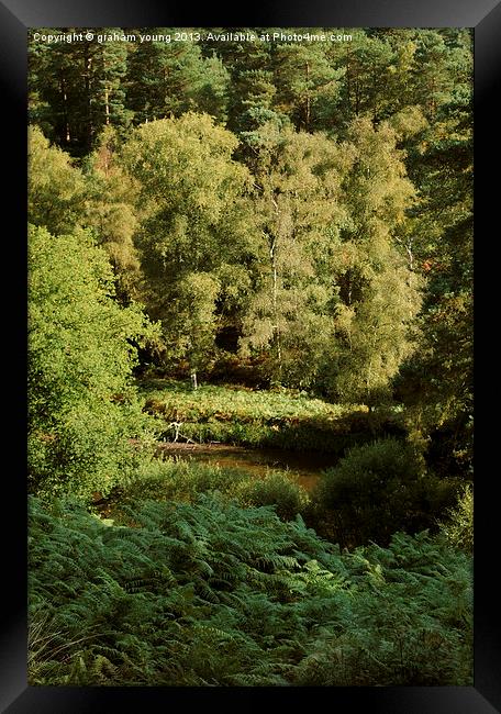 Rushmere Country Park Framed Print by graham young