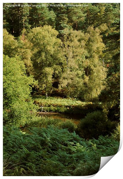 Rushmere Country Park Print by graham young