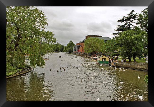 The Avon at Stratford Framed Print by graham young