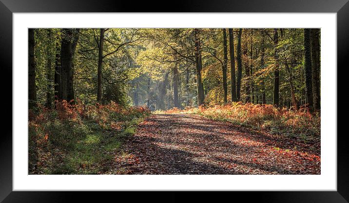 Autumn Splendour Framed Mounted Print by David Tinsley