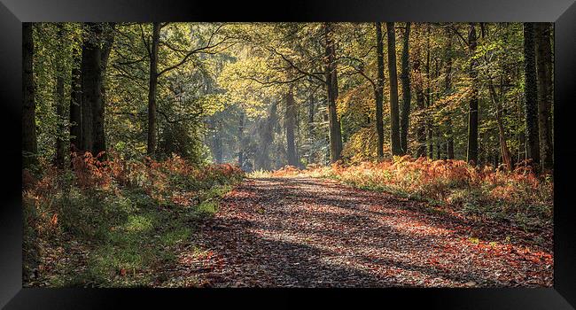 Autumn Splendour Framed Print by David Tinsley