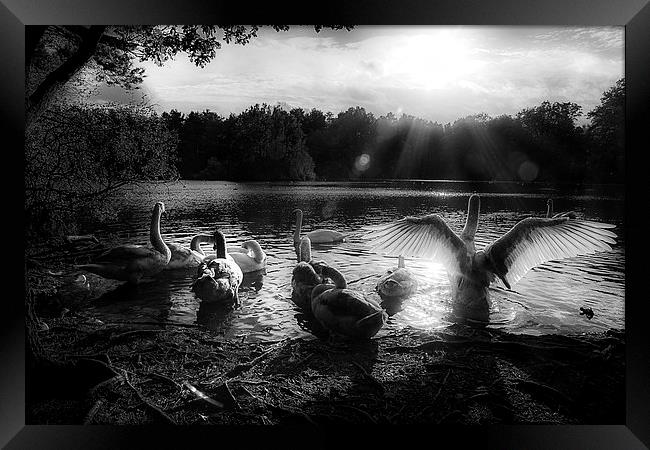 Swan lake Framed Print by Simon West