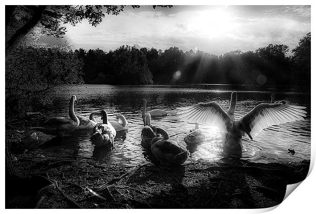 Swan lake Print by Simon West