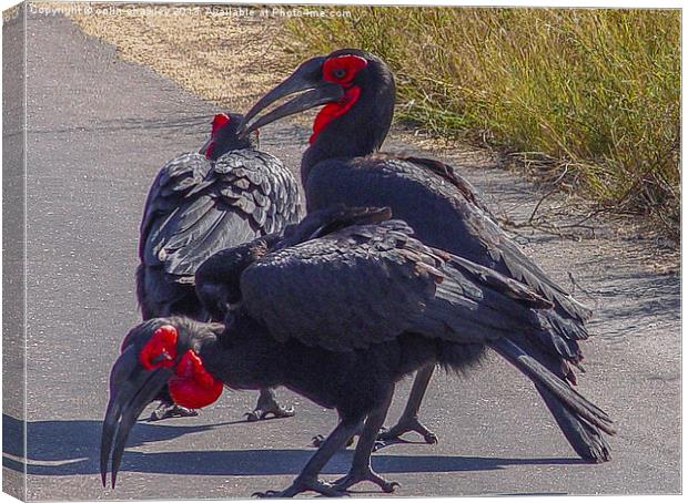 Ground Hornbill Canvas Print by colin chalkley
