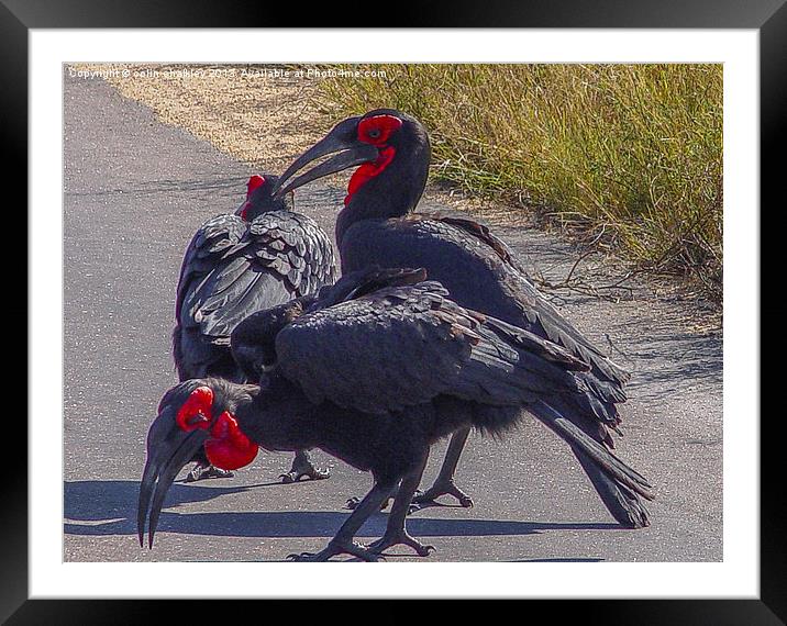 Ground Hornbill Framed Mounted Print by colin chalkley