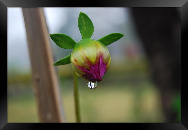 First Drop Of The Morning Framed Print by Sudipta Paul