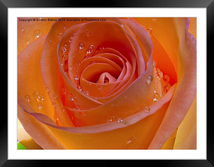 Orange Rose Framed Mounted Print by Gordon Bishop