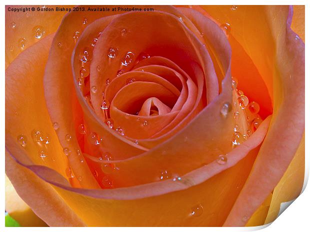 Orange Rose Print by Gordon Bishop