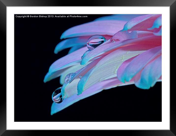 Droplets from petals Framed Mounted Print by Gordon Bishop