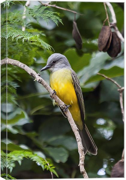 Tropical Kingbird perching Canvas Print by Craig Lapsley