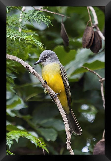 Tropical Kingbird perching Framed Print by Craig Lapsley