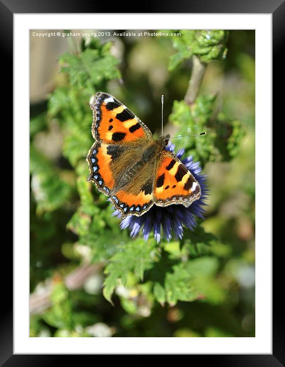 Small Tortoiseshell Framed Mounted Print by graham young
