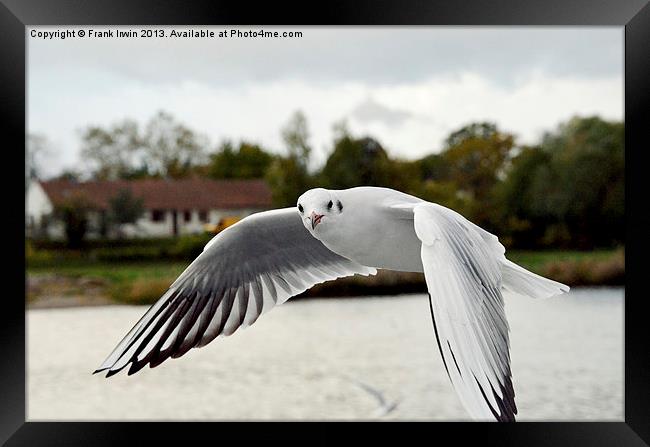 The Ring-billed Gull Framed Print by Frank Irwin