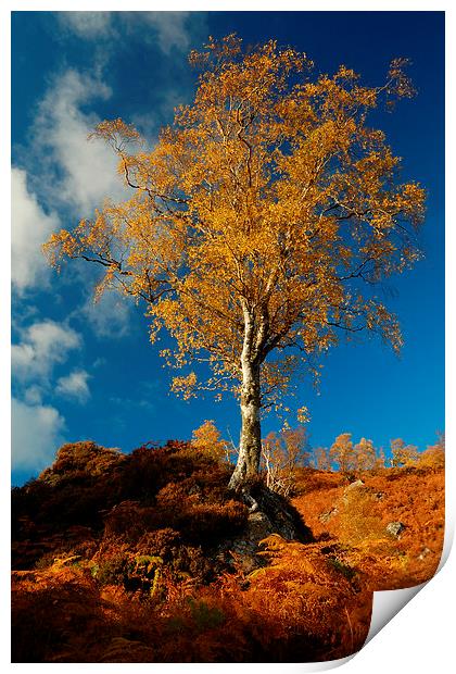 Autumn Gold Print by Macrae Images