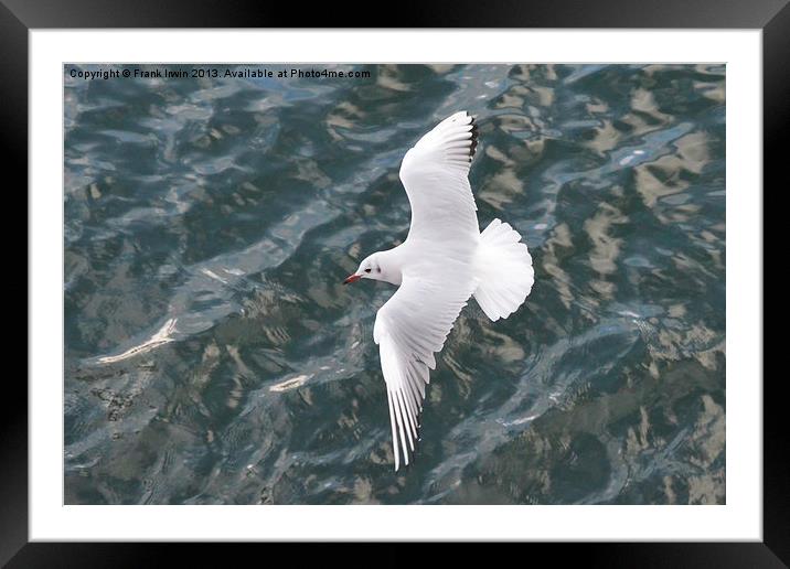 The Ring-billed Gull Framed Mounted Print by Frank Irwin