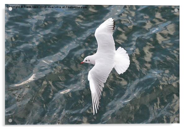 The Ring-billed Gull Acrylic by Frank Irwin