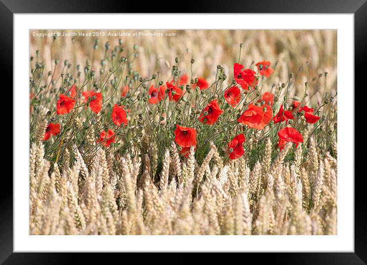 Corn Poppies 01 Framed Mounted Print by Judith Head