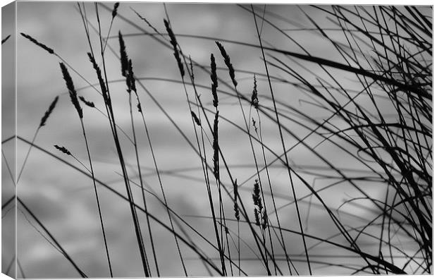 In the Dunes Canvas Print by Simon Deacon