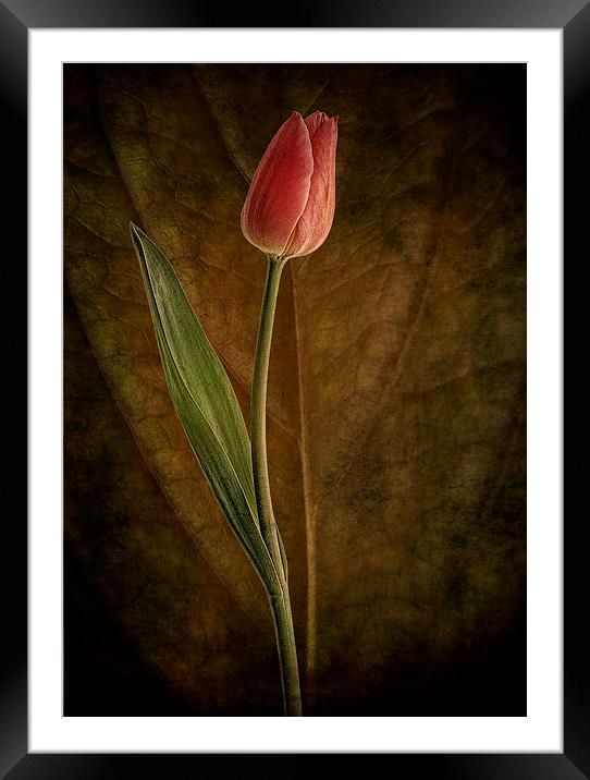 A single tulip Framed Mounted Print by Eddie John