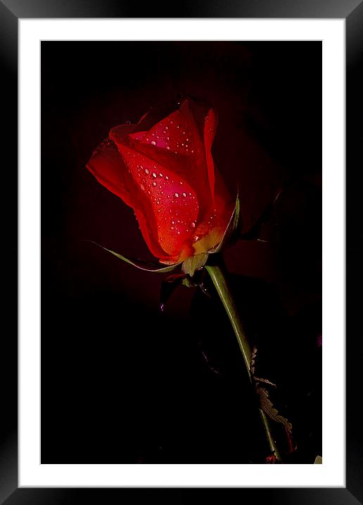 Ruby Rose Framed Mounted Print by Gordon Bishop