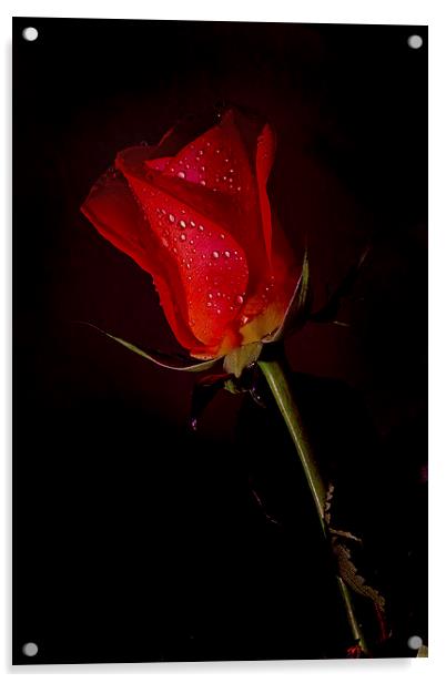 Ruby Rose Acrylic by Gordon Bishop