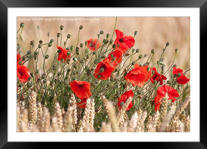 Corn Poppies 02 Framed Mounted Print by Judith Head