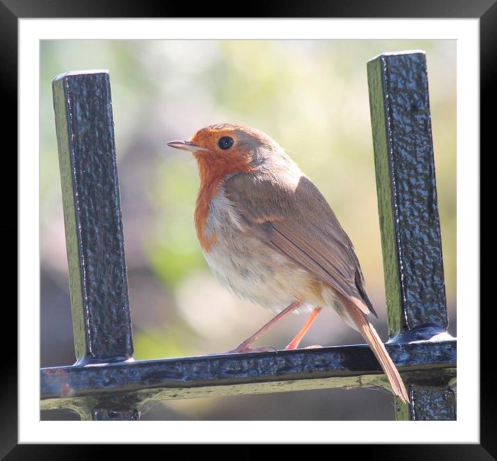 Robin on a fence Framed Mounted Print by Kayleigh Meek
