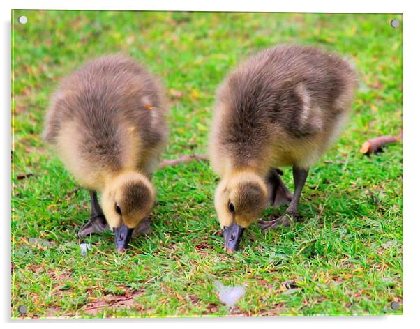 Two Ducklings Acrylic by Kayleigh Meek