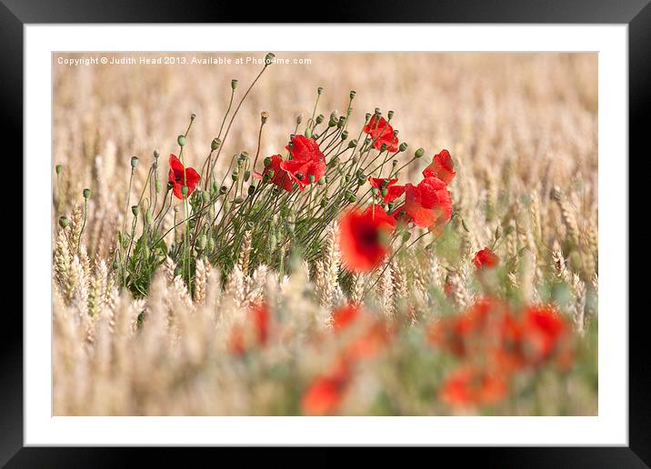 Corn Poppies 03 Framed Mounted Print by Judith Head