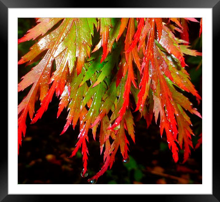 Raindrops on red acer leaves Framed Mounted Print by Paula Palmer canvas